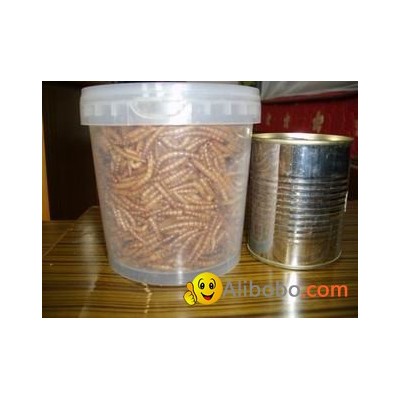 dried mealworm freeze mealworms for hamster and reptiespicture1