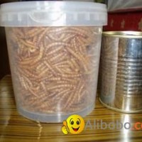 dried mealworm freeze mealworms for hamster and repties