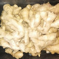 2023 new crop ginger