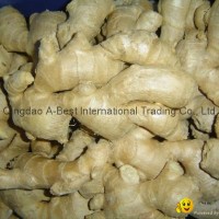 BIG FRESH AIR DRIED GINGER