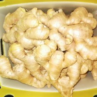 FRESH GINGER