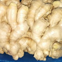 NEW CROP JUMBO FRESH GINGER