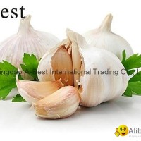 New corps Fresh Garlic