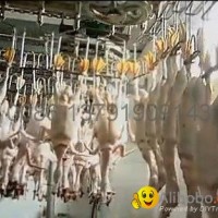 CHICKEN ABATTOIR EQUIPMENT