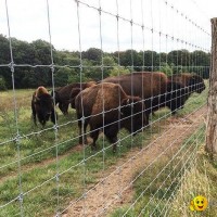 High Tensile Fixed Knot Fence Horse Deer Game Fencing