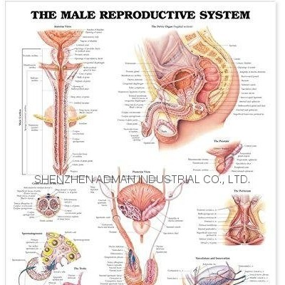 THE MALE REPRODUCTIVE SYSTEM--3D RELIEF WALL MEDICAL/PHARMA CHART/POSTERpicture1