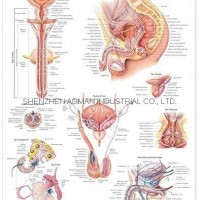 THE MALE REPRODUCTIVE SYSTEM--3D RELIEF WALL MEDICAL/PHARMA CHART/POSTER