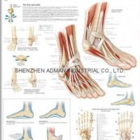 UNDERSTANDING THE FOOT & ANKLE--3D RELIEF WALL MEDICAL/PHARMA CHART/POSTER