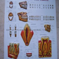 TEETH 3D EMBOSSED WALL MEDICAL/PHARMA CHART/POSTER