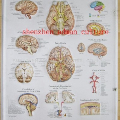 BRAIN--3D EMBOSSED HUMAN BODY ANATOMY CHART/POSTERpicture1