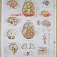 BRAIN--3D EMBOSSED HUMAN BODY ANATOMY CHART/POSTER