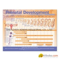 PRENATAL DEVELOPMENT--3D RELIEF WALL MEDICAL/PHARMA CHART/POSTER