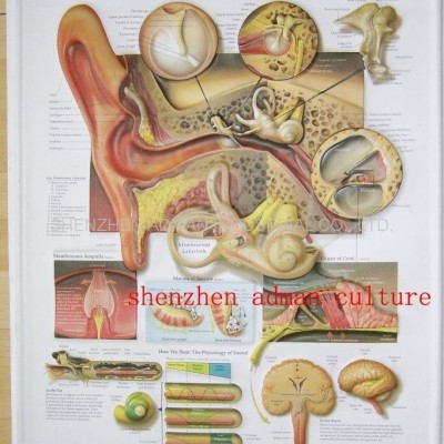 EAR--3D EMBOSSED MEDICAL HUMAN BODY ANATOMY CHART/POSTERpicture1