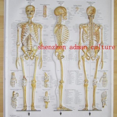 SKELETON--3D EMBOSSED HUMAN BODY ANATOMY CHART/POSTERpicture1