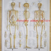 SKELETON--3D EMBOSSED HUMAN BODY ANATOMY CHART/POSTER