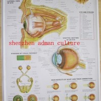 EYE--3D EMBOSSED MEDICAL HUMAN PVC CHART/POSTER