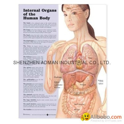 INTERNAL ORGANS OF THE HUMAN BODY--3D RELIEF WALL MEDICAL/PHARMA CHART/POSTERpicture1