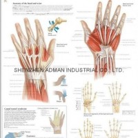 UNDERSTANDING THE HAND & WRIST--3D RELIEF WALL MEDICAL/PHARMA CHART/POSTER