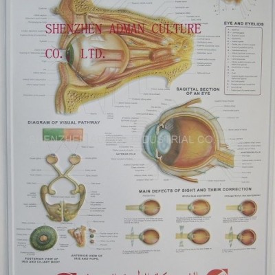 EYE 3D RELIEF WALL MEDICAL/PHARMA CHART/POSTERpicture1