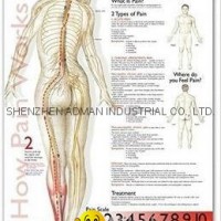 understanding pain--3D RELIEF WALL MEDICAL/PHARMA CHART/POSTER