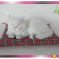 Sleeping Snow White Cat On Blanket