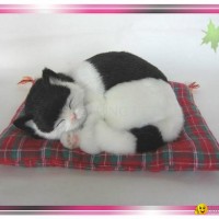 Sleeping Black and White Cat On Blanket