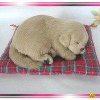 Sleeping Golden Retriever On Blanket,can move head when pet it