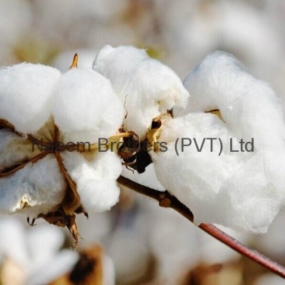 100% natural raw cottonpicture1