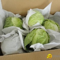 Fresh Cabbage