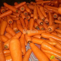 fresh carrot