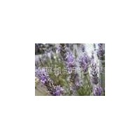 Lavender essential oil