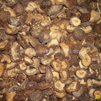 Shiitake Mushroom P.E.