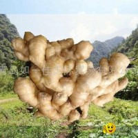 2023 New Chinese fresh ginger