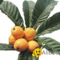 Loquat leaf Extract /Loquat leaf p. E