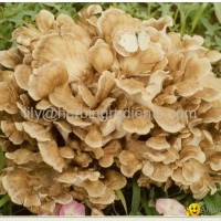 Maitake Mushroom P.E.