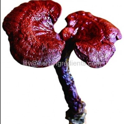 Reishi Mushroom P.E.picture1