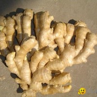 2023 CROP FRESH AIR DRIED GINGER