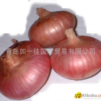 RED ONION BULBSpicture1