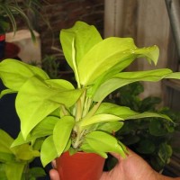 philodendron