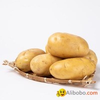 Potato set 6S strictly selected potato wholesale