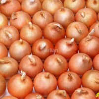 fresh onion