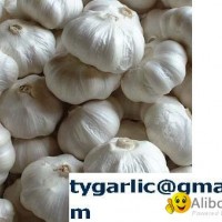 normal white garlic