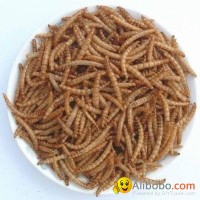 dried mealworms