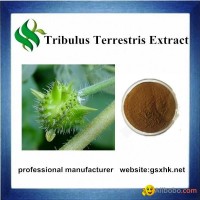 Free Samples High Quality Tribulus Terrestris Extract