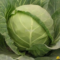 cabbage