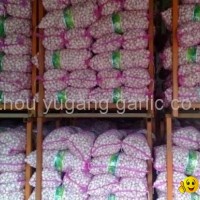 HOT SALE CHINESE GARLIC