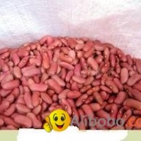 light red kidney beans