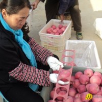 fresh fuji apples