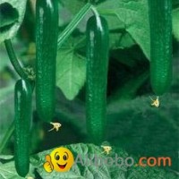 Fruit cucumber seeds