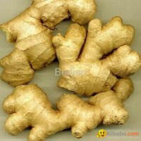 fresh ginger